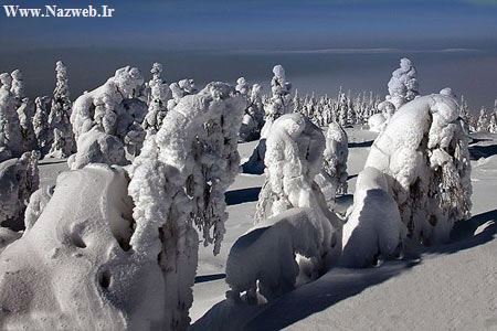 عکس هایی از جنگل یخ زده واسرارآمیز فنلاند زادگاه بابانوئل!