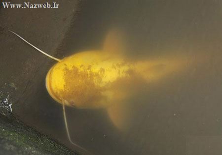 تصاویر نادر از کشف گربه ماهی طلایی