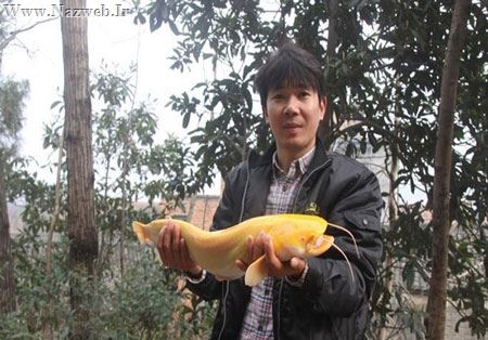 تصاویر نادر از کشف گربه ماهی طلایی