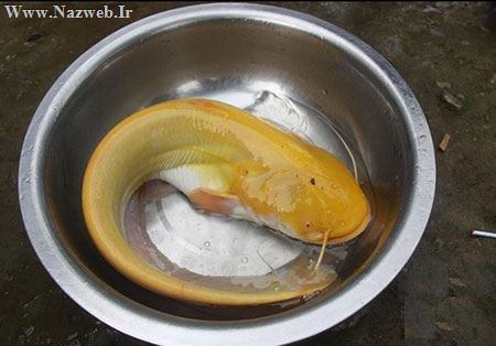 تصاویر نادر از کشف گربه ماهی طلایی