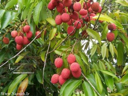 میوه هایی که دانه ای 15 هزار تومان هستند (تصاویر)