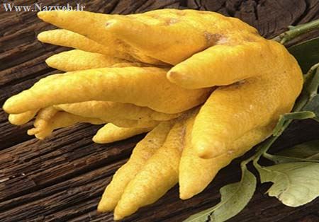 دیدنی ترین گیاهان عجیب و غریب دنیا (تصاویر)