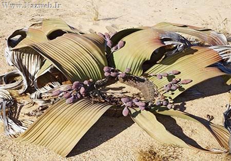 دیدنی ترین گیاهان عجیب و غریب دنیا (تصاویر)
