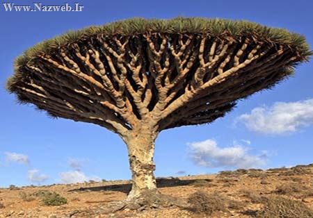 دیدنی ترین گیاهان عجیب و غریب دنیا (تصاویر)