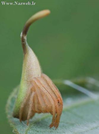 عجیب ترین حشره های دنیا (تصاویر)