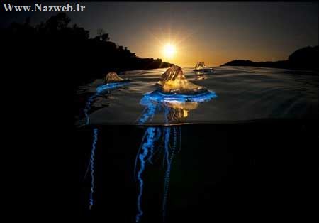 عکس های بی نظیر از ماهی ژله ای رنگارنگ!