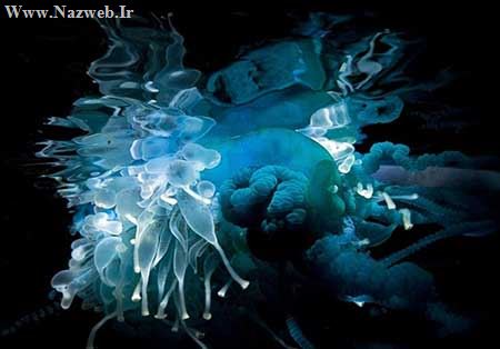 عکس های بی نظیر از ماهی ژله ای رنگارنگ!