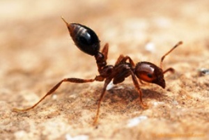 می دانستید مورچه ها هم توالت عمومی دارند؟