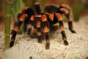 عنکبوتی عجیب با تارهای برق دار ! (عکس)
