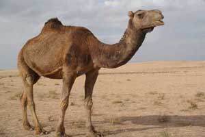 داستان طنز و جالب کجا هستید داستان طنز و جالب کجا هستید