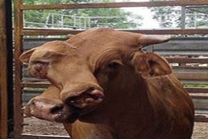 عکس های حیرت انگیز از گاوی با دو چهره!