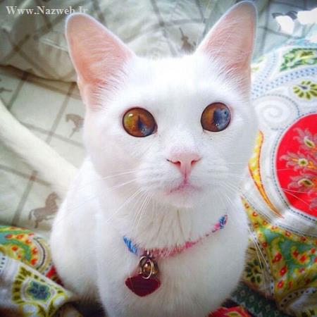 عکس های شگفت انگیز از حیواناتی با چشم های دو رنگ و زیبا