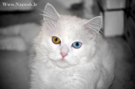 عکس های شگفت انگیز از حیواناتی با چشم های دو رنگ و زیبا