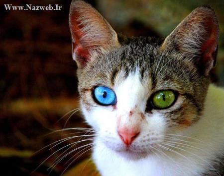 عکس های شگفت انگیز از حیواناتی با چشم های دو رنگ و زیبا