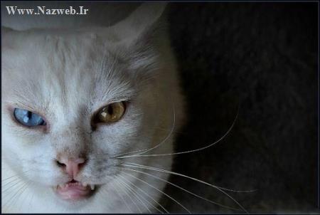 عکس های شگفت انگیز از حیواناتی با چشم های دو رنگ و زیبا