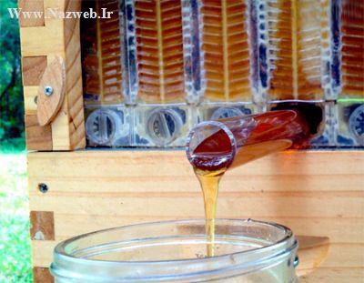 طراحی کندو عسل که به صورت آنلاین عسل تولید می کند (عکس)