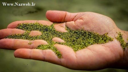سواحل دیدنی سبز رنگ در هاوایی (+تصاویر)