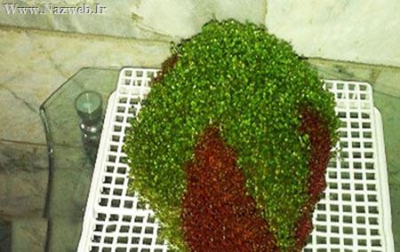 آموزش تصویری درست کردن سبزه دو رنگ برای نوروز