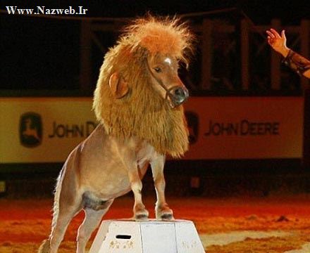 اسب جالبی که تبدیل به شیر شده است!! (عکس)