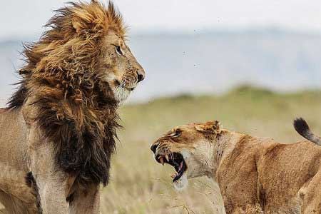 عکس های عریان خونسردترین شوهر دنیا !
