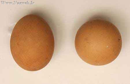 تخم مرغی که 2/5 میلیون تومان ارزش دارد! عکس