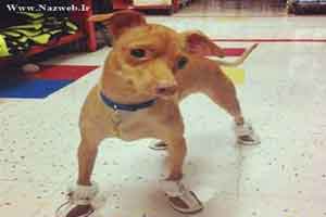 عکس های خنده دار از زشت ترین سگ دنیا