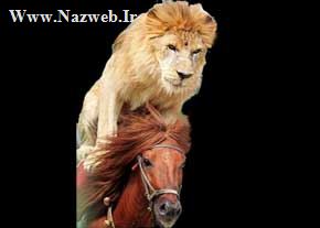 اسب جالبی که تبدیل به شیر شده است!! (عکس) اسب جالبی که تبدیل به شیر شده است!! (عکس)