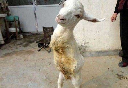 بز عجیبی که روی دو پا راه می رود!! عکس