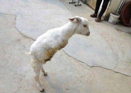 بز عجیبی که روی دو پا راه می رود!! عکس