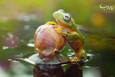 قورباغه باحالی که مدال تنبلی گرفت ! عکس