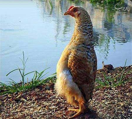 مرغ عجیبی که فکر می کند!! عکس