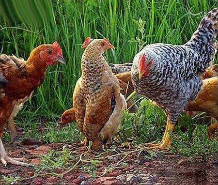 مرغ عجیبی که فکر می کند!! عکس