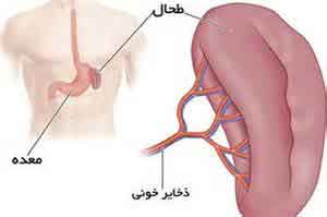 خوراکی هایی برای پاکسازی معده خوراکی هایی برای پاکسازی معده