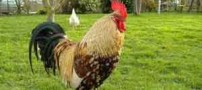 خروس و زن با حیا (داستان باحال و کوتاه)