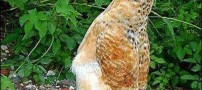 مرغ عجیبی که فکر می کند!! عکس