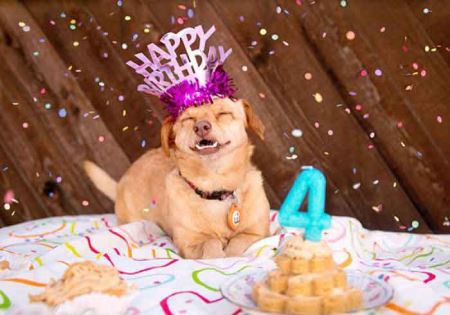 خوشگل و خوشبخت ترین سگ دنیا (عکس)