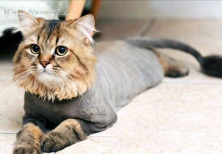 عکس هایی از موهای جدید و جالب مدل گربه ای !