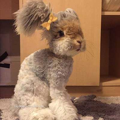 خرگوشی با گوش های شبیه یک فرشته! عکس