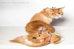 عکس هایی از موهای جدید و جالب مدل گربه ای ! عکس هایی از موهای جدید و جالب مدل گربه ای !