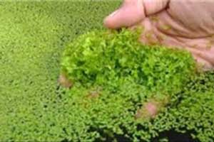 روش بسیار جالب برای رفع بحران آلودگی آب در کشور چین روش بسیار جالب برای رفع بحران آلودگی آب در کشور چین