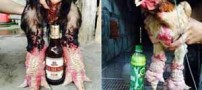 نژادی بسیار عجیب از مرغ و خروس های پا گنده ! عکس