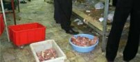 2000 کیلو گوشت سگ در کارخانه سوسیس مشهد (عکس)