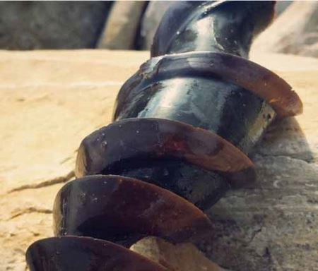 کیف پول جالب عروس دریایی! عکس