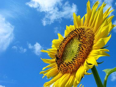 از عجایب جنجالی اعداد فیبوناچی چه می دانید
