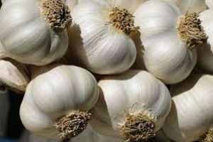 اثر شگفت انگیز سیر بر اعصاب اثر شگفت انگیز سیر بر اعصاب