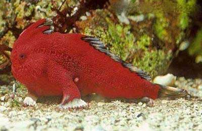 ماهی جالب قرمز رنگ که با دوپا راه می رود (عکس)
