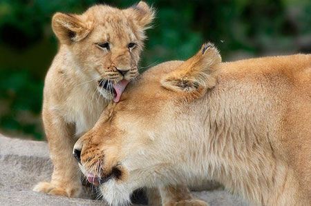 عکس های خنده دار حیوانات برای قهقهه زدن