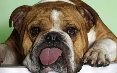 عکس های خنده دار حیوانات برای قهقهه زدن
