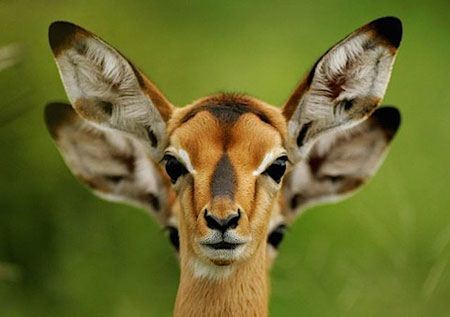 عکس های خنده دار حیوانات برای قهقهه زدن