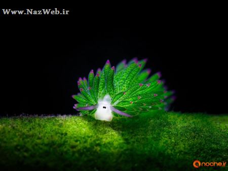 حلزون عروسی که فتوسنتز می کند (عکس)